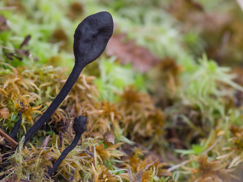 Trichoglossum hirsutum